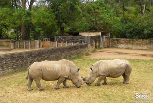 Zoo de Sapucaia é um dos maiores da América Latina. Foto: Gilberto Simon